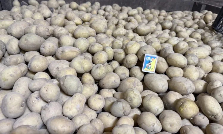 Пропозиція насіннєвого картоплі сорту Рівʼєра - фото № 1