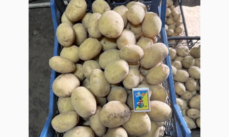 Пропозиція насіннєвого картоплі сорту Рівʼєра - фото № 2