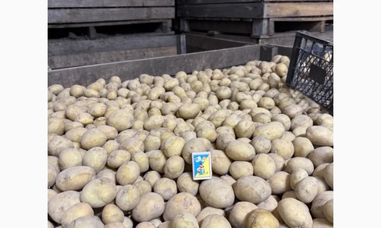 Пропозиція насіннєвого картоплі сорту Рівʼєра - фото № 3