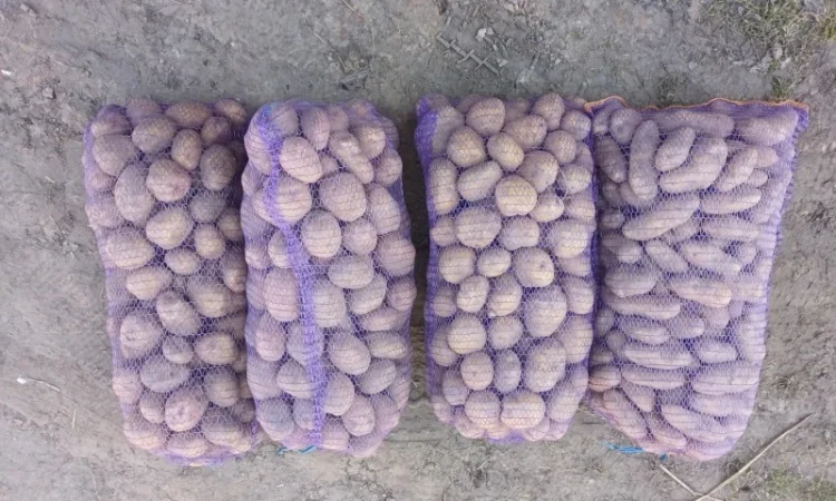 Продается картофель от населения - фото № 1