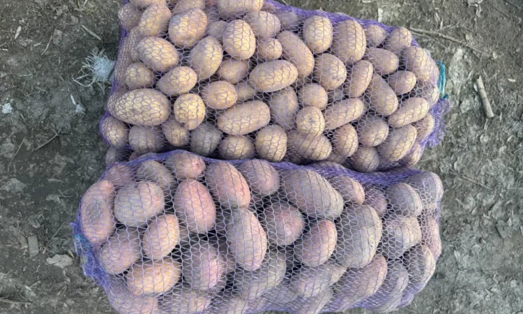 Продается картофель от населения - фото № 3