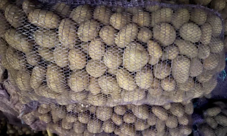 Пропоную насінневий картоплю сортів Арізона та Отолія - фото № 1