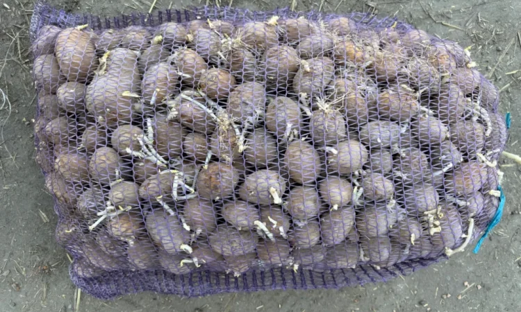 Пропоную насінневий картоплю сортів Арізона та Отолія - фото № 2