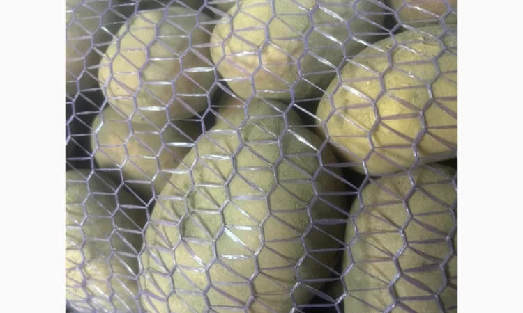 Купуємо картоплю від виробника у Вінниці - фото № 1