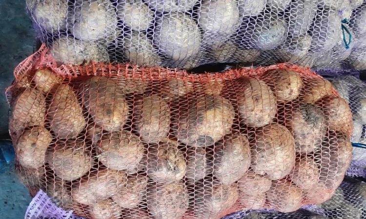 Продается картофель сорт Ривьера и другие - фото № 1