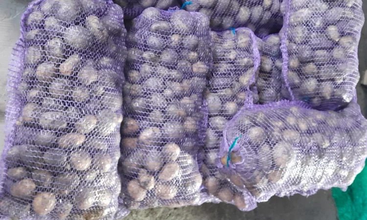 Продается картофель сорт Ривьера и другие - фото № 2