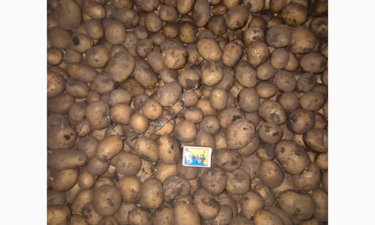 Продажа семенного картофеля разных сортов - фото № 3