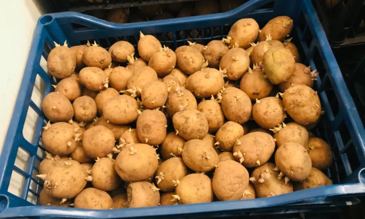 Пропоную посадкову картоплю рів’єра - фото № 3