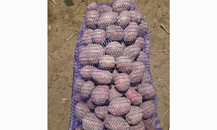 Продается товарная картошка сорта Білароса - фото № 1