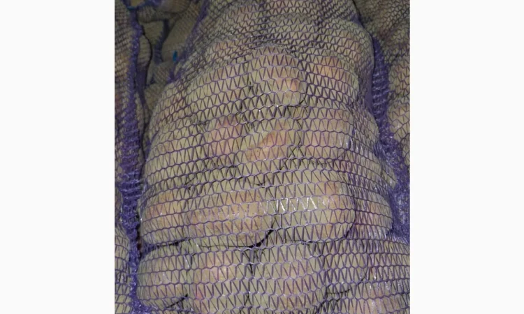 Продается товарная картошка сорта Білароса - фото № 2