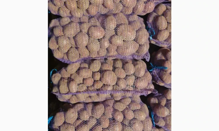 Продается товарная картошка сорта Білароса - фото № 3