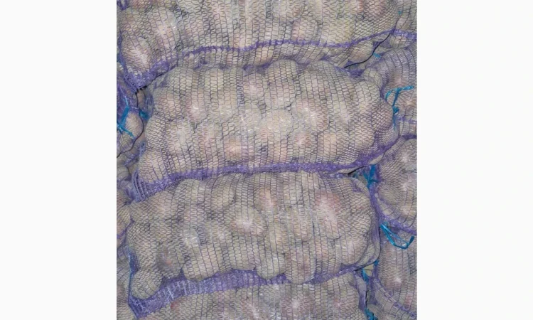 Продается товарная картошка сорта Білароса - фото № 4