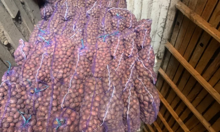 Продается семенной картофель - фото № 1