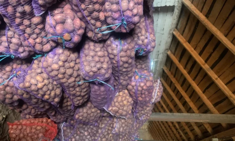 Продается семенной картофель - фото № 2