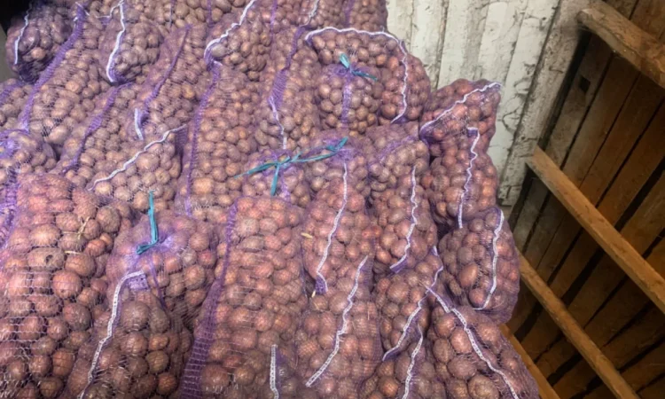 Продается семенной картофель - фото № 4