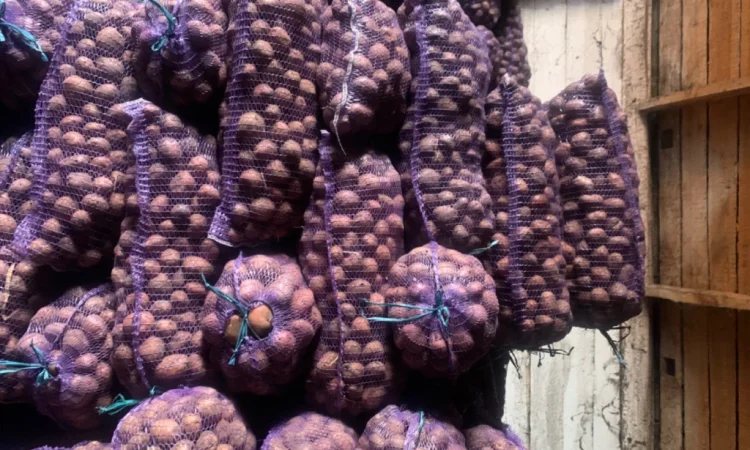 Продается семенной картофель - фото № 5