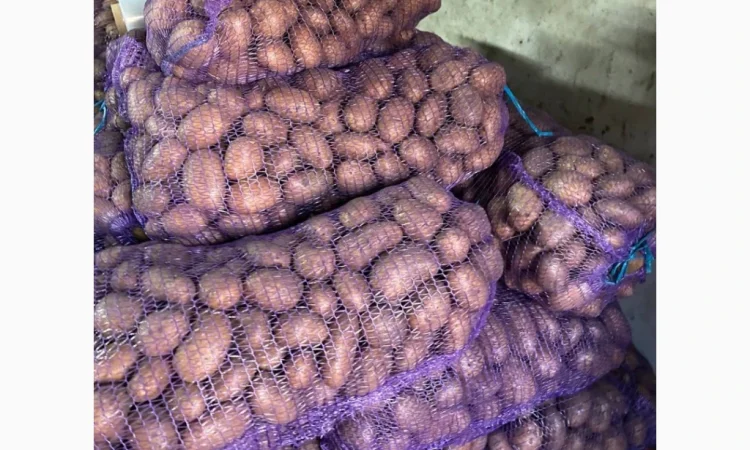 Продаж картоплі різних сортів - фото № 2
