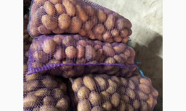 Продаж картоплі різних сортів - фото № 3