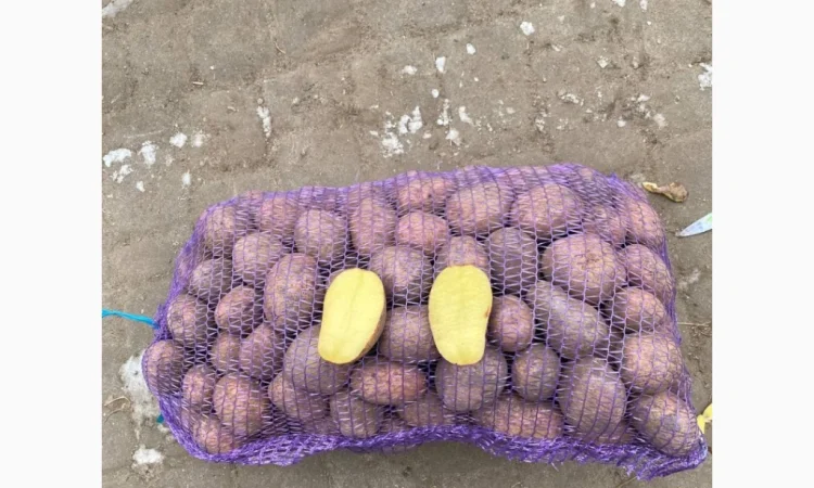 Продаж картоплі різних сортів - фото № 4