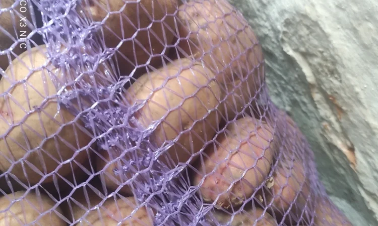 Пропонується картопля сорту Княгиня - фото № 1