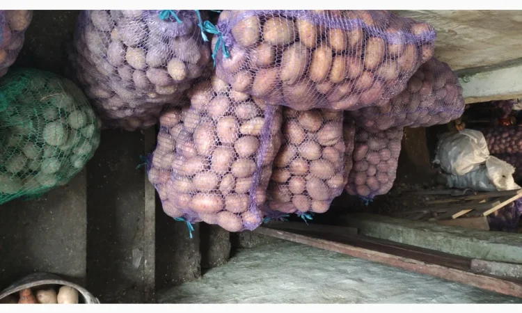 Пропонується картопля сорту Княгиня - фото № 2