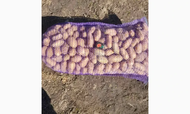 Продается посадочная картошка сорта ГРАНАДА - фото № 2