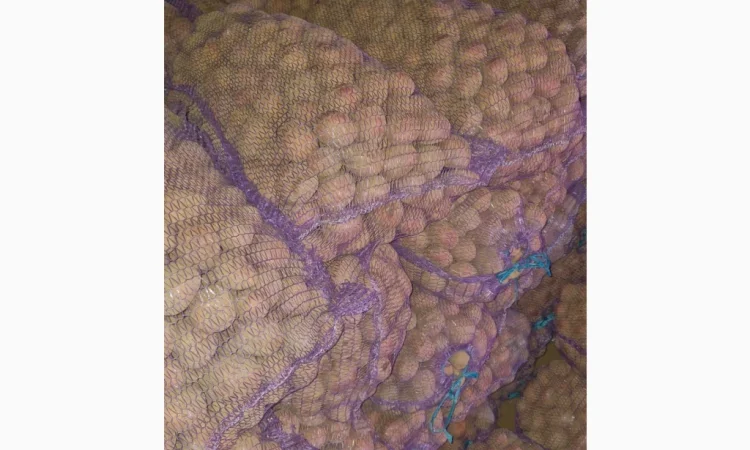 Продается семенной картофель сорта Білароса - фото № 1