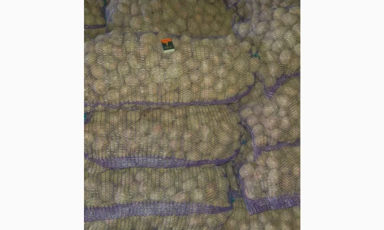 Продается семенной картофель сорта Білароса - фото № 3