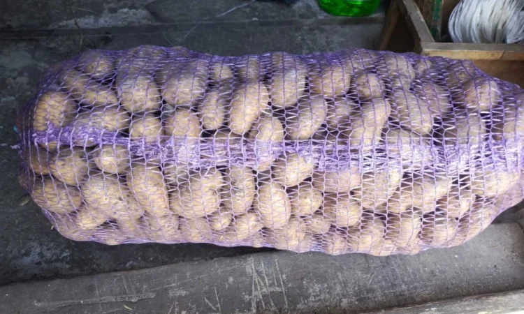 Продается семенная картошка различных сортов - фото № 1