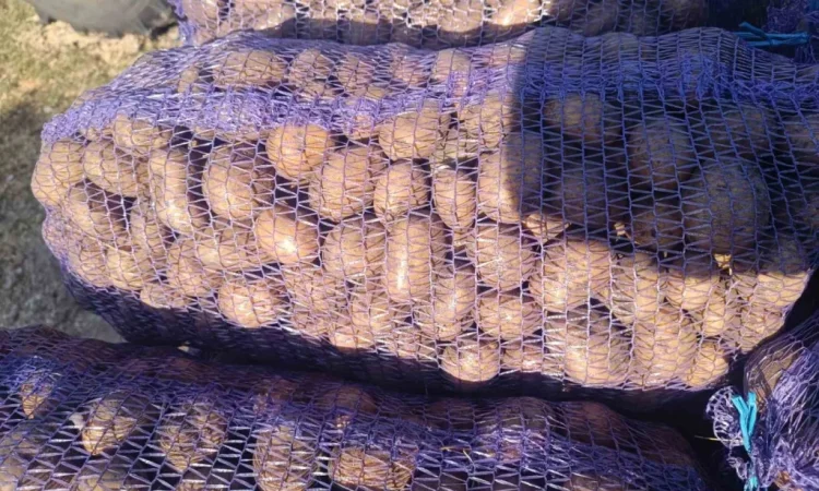 Продается семенная картошка различных сортов - фото № 2