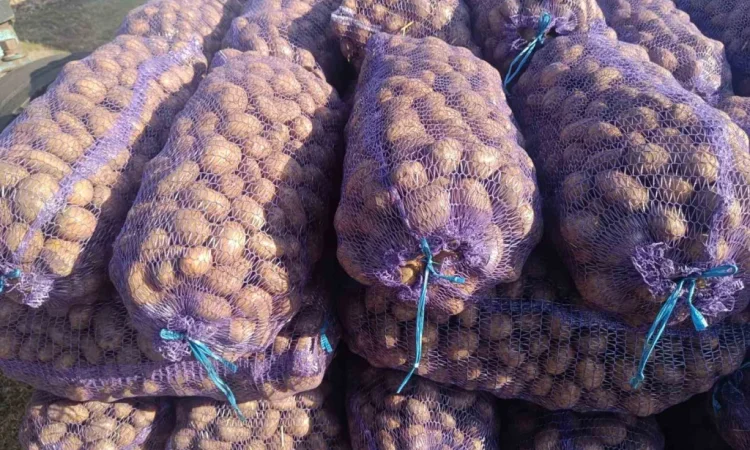 Продается семенная картошка различных сортов - фото № 3