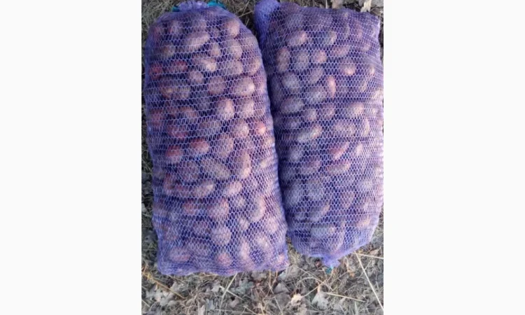 Продается семенная картошка различных сортов - фото № 4