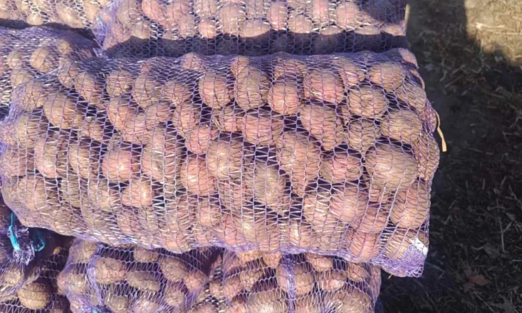 Продается семенная картошка различных сортов - фото № 5