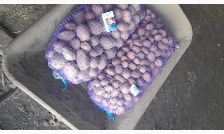 Пропонується посадкова картопля сорту Біла Роса - фото № 1