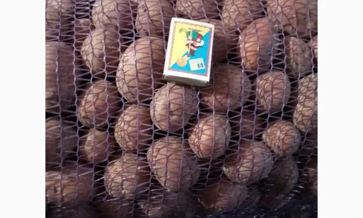 Продажа картофеля сорта Белароса - фото № 1