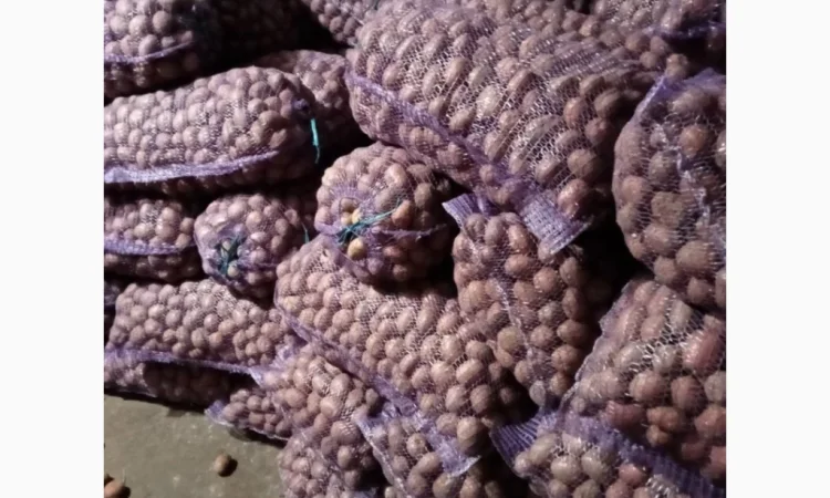 Продажа картофеля сорта Белароса - фото № 2