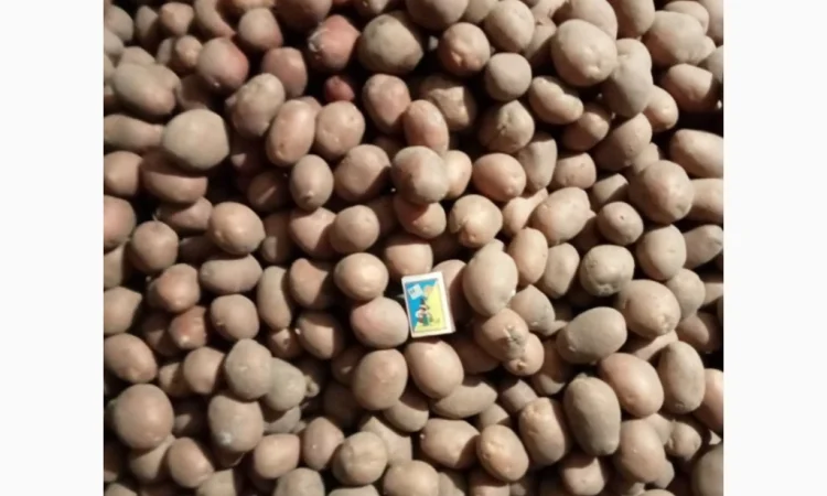Продажа картофеля сорта Белароса - фото № 3