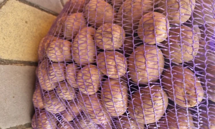 Продается посадочный картофель Біла Роза - фото № 1