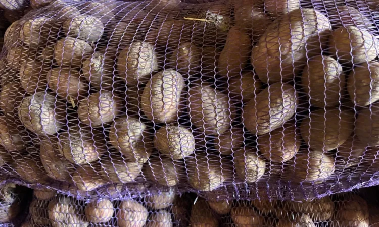 Посадкова картопля сорту Княгиня - фото № 1