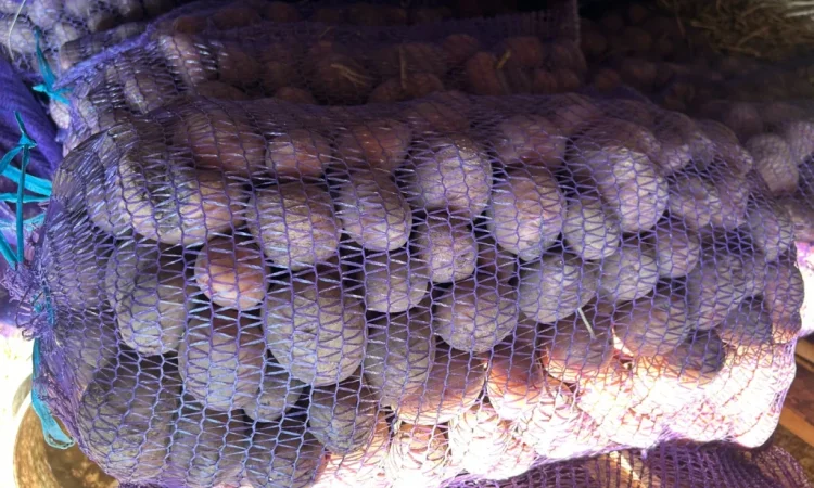 Посадкова картопля сорту Княгиня - фото № 2