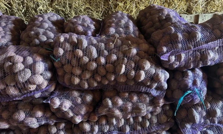 Посадкова картопля сорту Княгиня - фото № 3