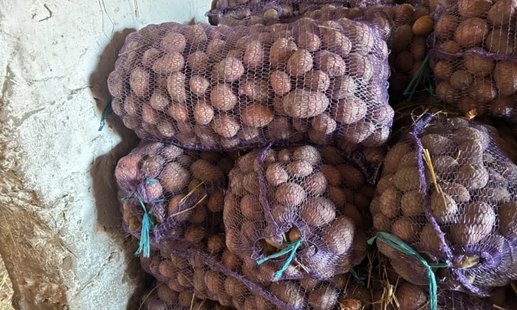 Посадкова картопля сорту Княгиня - фото № 4