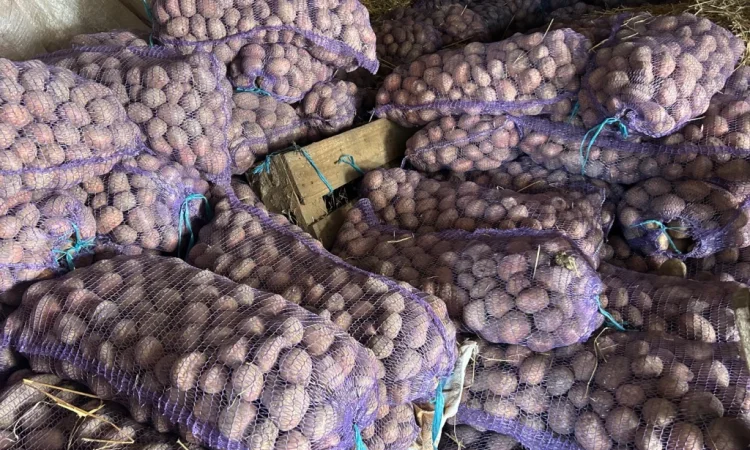Посадкова картопля сорту Княгиня - фото № 5