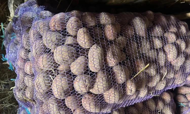 Посадкова картопля сорту Княгиня - фото № 6