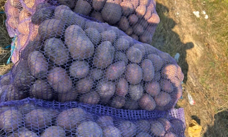 Продается товарная картошка сорта Белла Роса - фото № 1