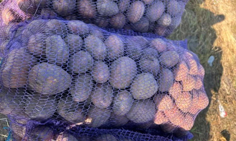 Продается товарная картошка сорта Белла Роса - фото № 2