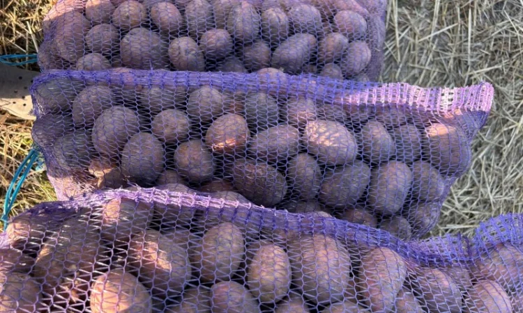 Продается товарная картошка сорта Белла Роса - фото № 3