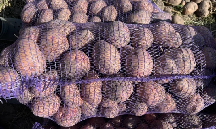 Продается товарная картошка сорта Белла Роса - фото № 4