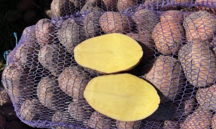 Продается товарная картошка сорта Белла Роса - фото № 5