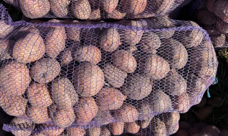 Продается товарная картошка сорта Белла Роса - фото № 6